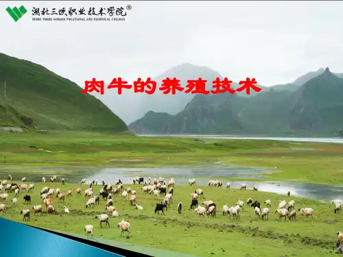 肉牛养殖技术ppt课件