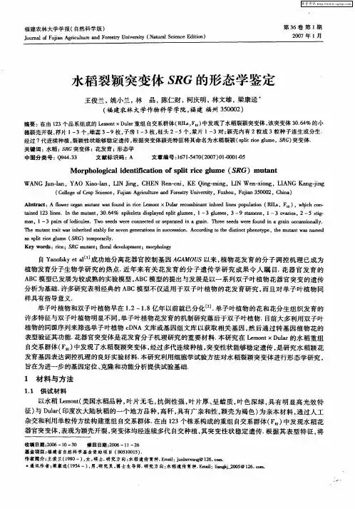 水稻裂颖突变体SRG的形态学鉴定