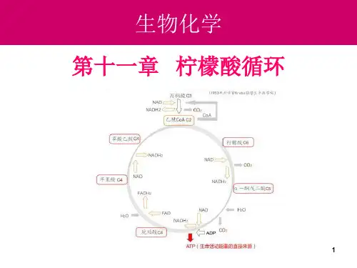 生物化学：11-柠檬酸循环