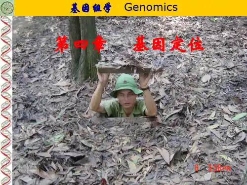 基因定位PPT课件