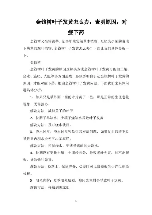 金钱树叶子发黄怎么办：查明原因,对症下药