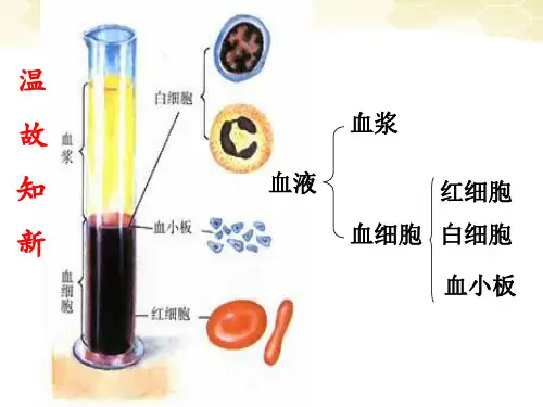 人教版七年级下册4.4输血和血型 课件(共26张PPT)