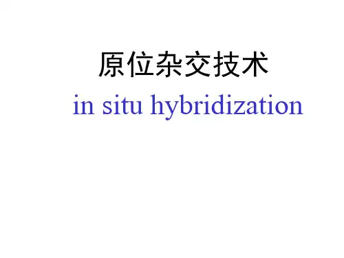 原位杂交技术原理及其应用