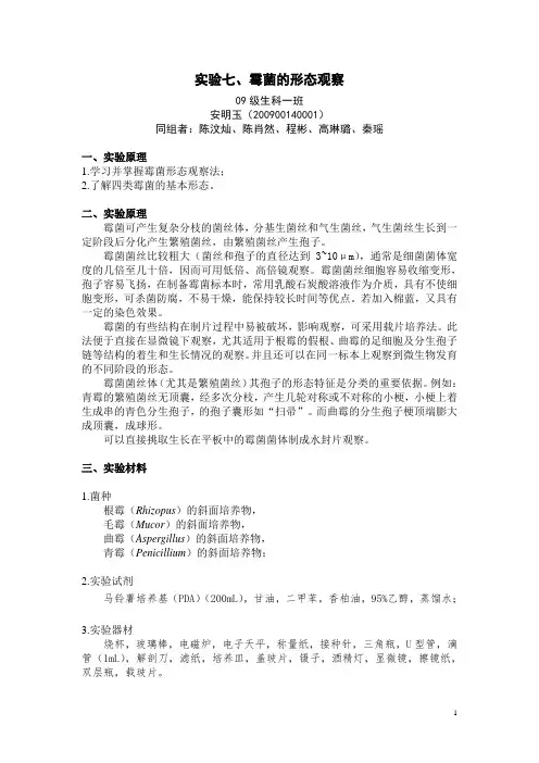 霉菌的观察