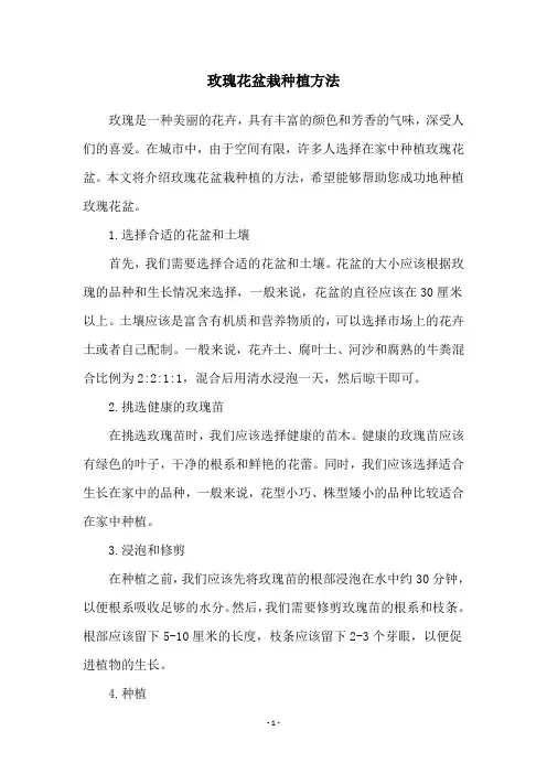 玫瑰花盆栽种植方法
