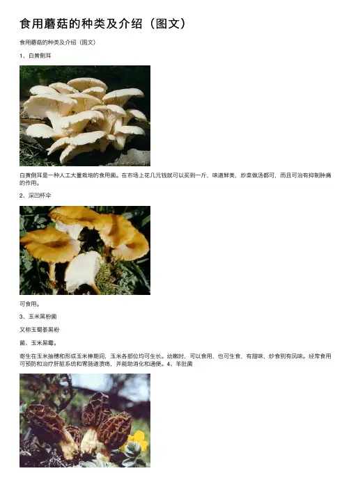 食用蘑菇的种类及介绍（图文）