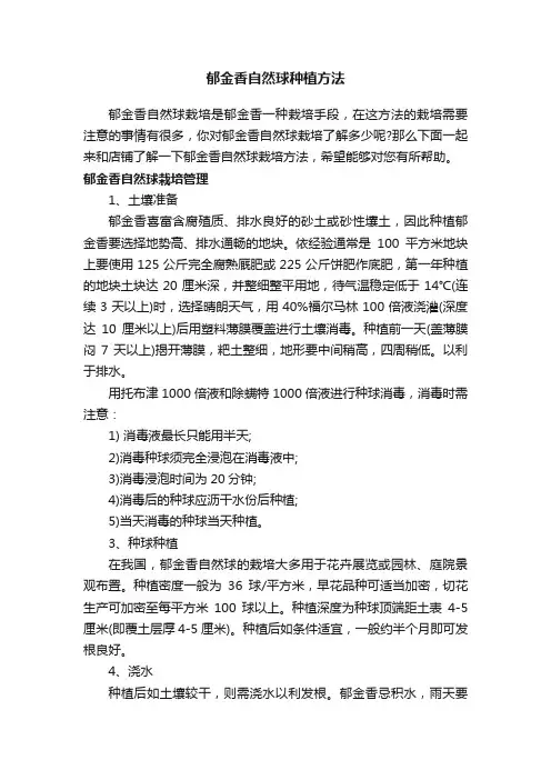 郁金香自然球种植方法