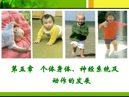 发展心理学第五章 个体身体、神经系统及动作的发展