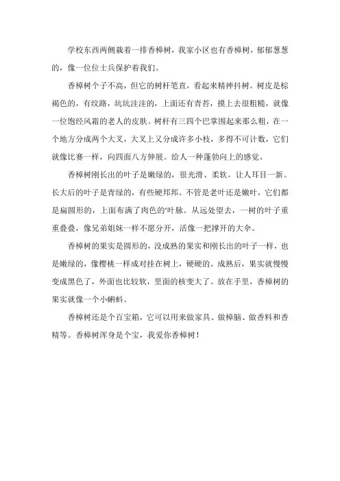 描写樟树的作文三年级
