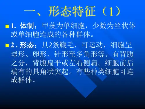 七章甲藻门