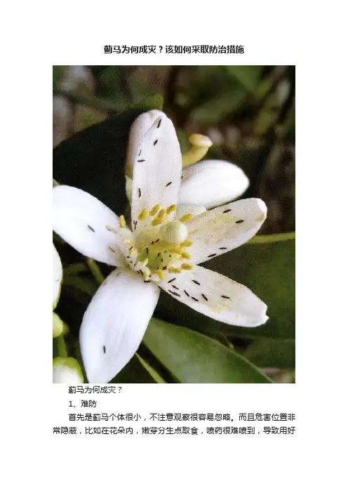 蓟马为何成灾？该如何采取防治措施