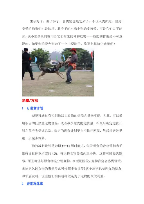 怎样给狗狗减肥？