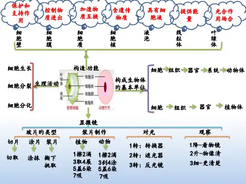 七年级上册生物第二单元导图复习名师公开课获奖课件百校联赛一等奖课件