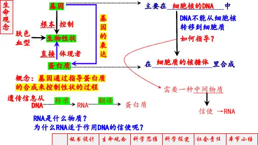 高三生物一轮复习课件+基因的表达