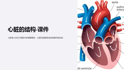 心脏的结构-课件