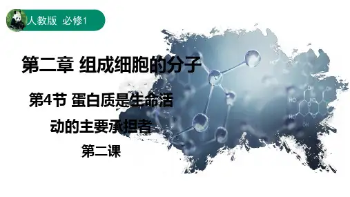 2.4蛋白质是生命活动的主要承担者(第2课时)课件  高一生物人教版必修1