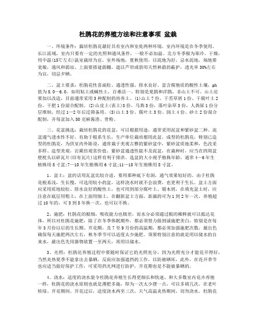 杜鹃花的养殖方法和注意事项 盆栽