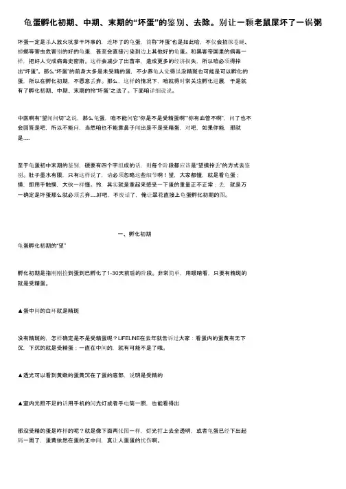 龟蛋孵化初期、中期、末期的“坏蛋”的鉴别、去除。别让一颗老鼠屎坏了一锅粥