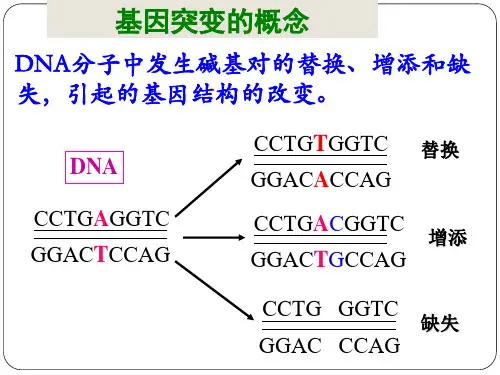 专题八生物的变异与进化48页PPT文档