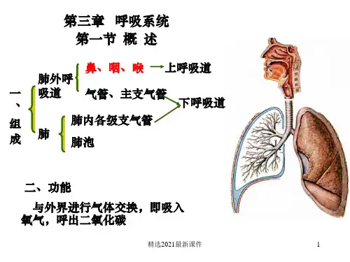 呼吸系统解剖学PPT课件