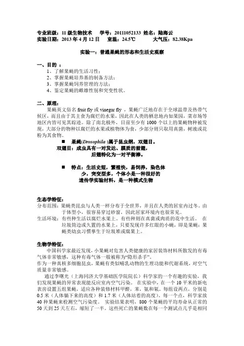 果蝇的形态及生活史观察