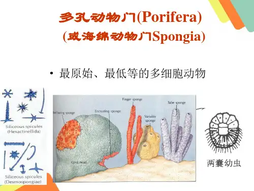 高中生物课件-海绵动物门
