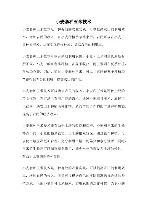 小麦套种玉米技术
