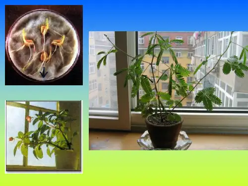 07植物生理学植物体内的细胞信号转导
