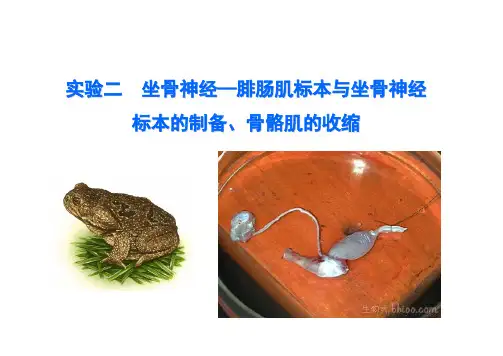 二坐骨神经—腓肠肌标本与坐骨神经标本的制备骨骼肌的收缩