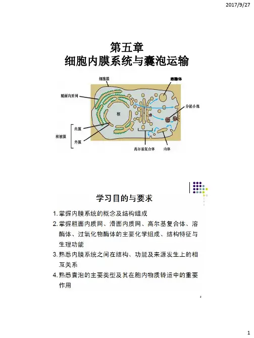 医学细胞生物学-5  细胞内膜系统与囊泡运输