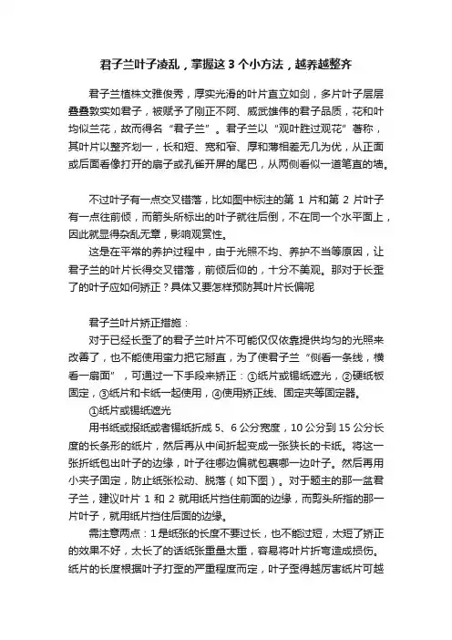君子兰叶子凌乱，掌握这3个小方法，越养越整齐