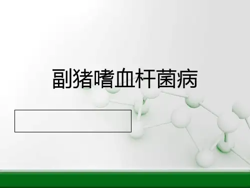 副猪嗜血杆菌病