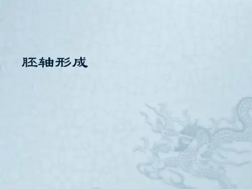 7 胚轴形成