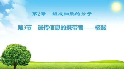 (人教)高中生物必修一课件：第2章第3节遗传信息的携带者——核酸