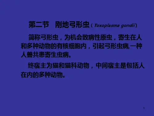 弓形虫ppt课件