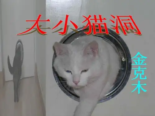 语文版九年级语文(上)《大小猫洞》课件(53张PPT)