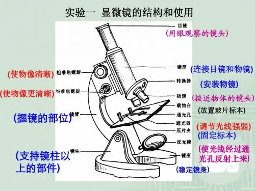 显微镜的结构及使用