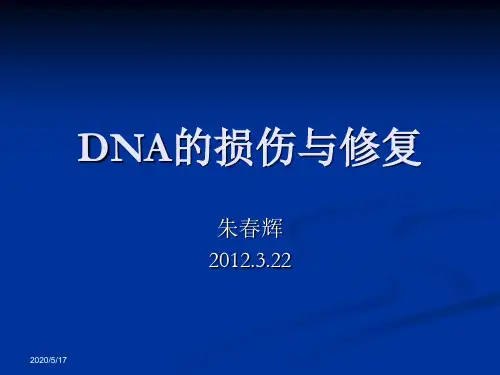DNA的损伤与修复