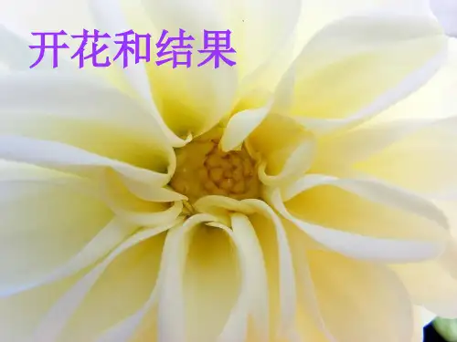 人教版初中生物七上3. 开花和结果 课件 (47页ppt)