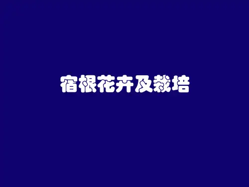 宿根花卉及栽培