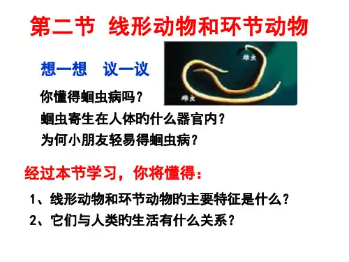 线形动物和环节动物