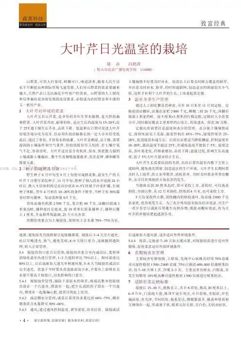 大叶芹日光温室的栽培