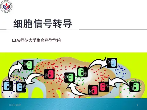 细胞信号转导PPT课件