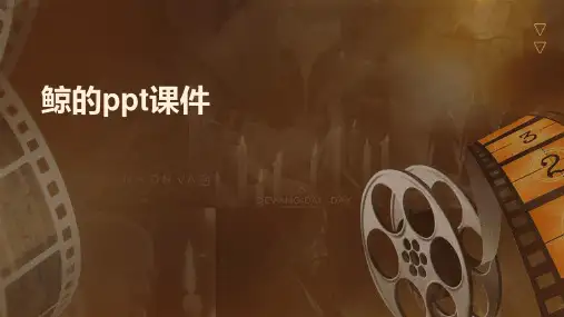 鲸的ppt课件