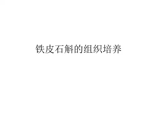 铁皮石斛