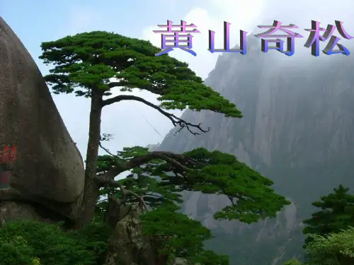 苏教版小学语文五年级上册《黄山奇松(1)