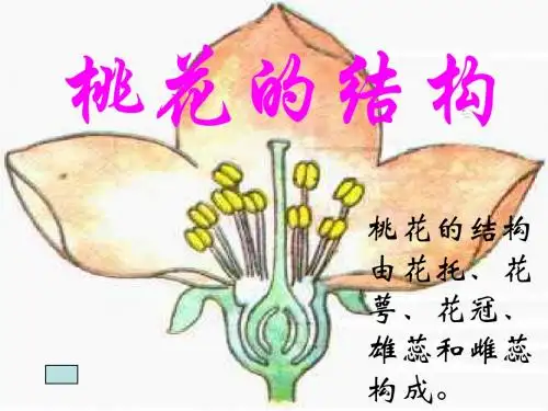 花--浙教版