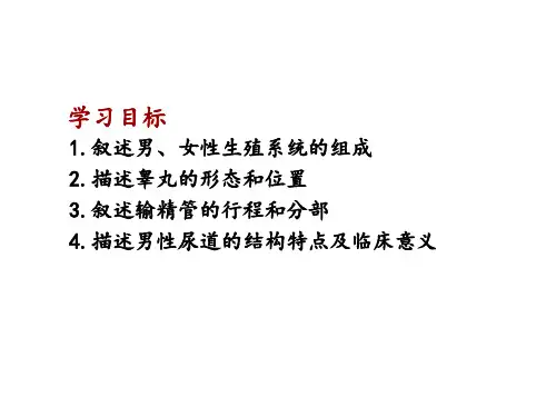 (完整)系统解剖学  生殖系统 男性生殖系统精品PPT资料精品PPT资料