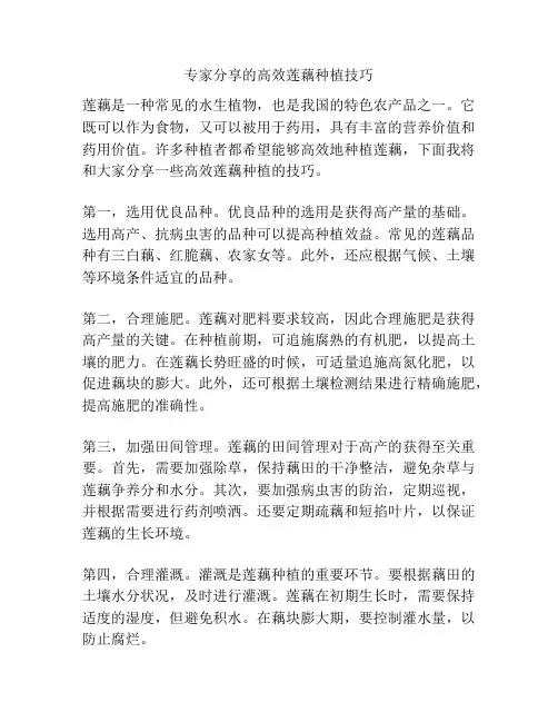 专家分享的高效莲藕种植技巧