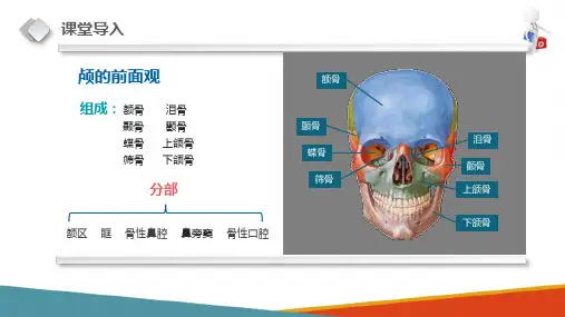 骨学—颅骨(正常人体结构课件)